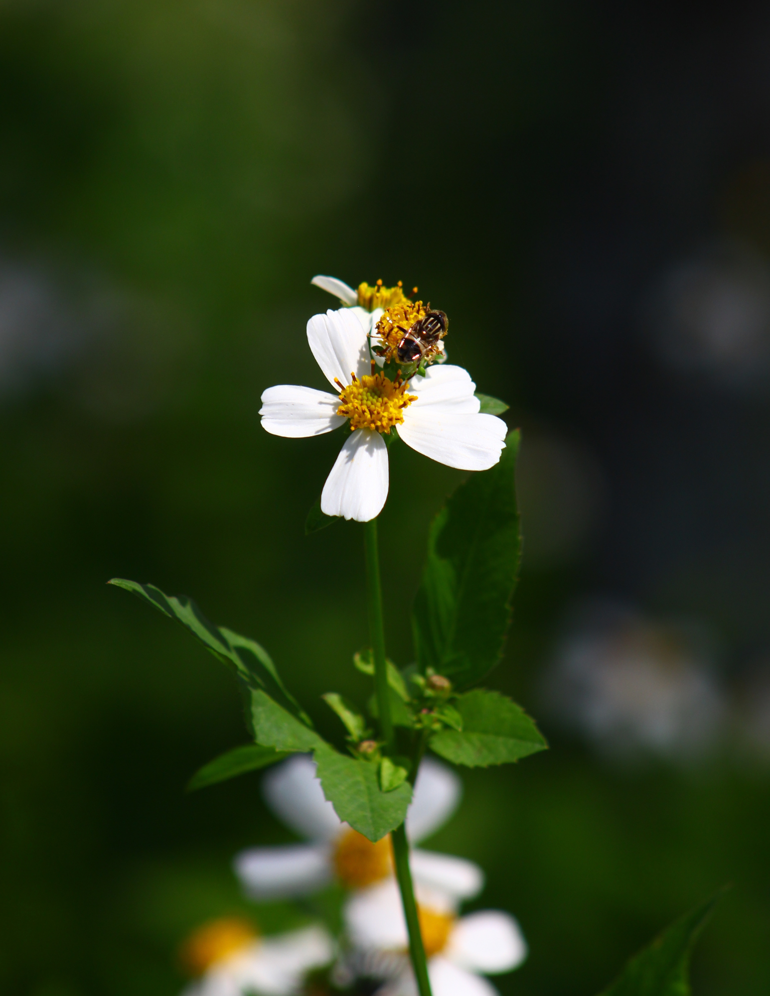 Bjorn’s Colorado Honey